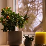 How to Refresh Your Home with Plants: Easy Tips for a Greener Space